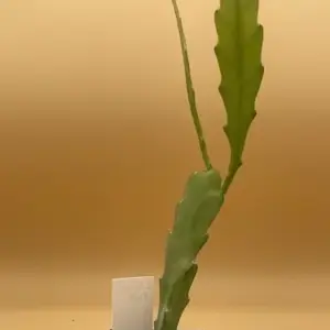 Two Toned Pink Orchid Cactus Live Plant Starter Pot - Epiphyllum Hybrid - Vibrant Blooms