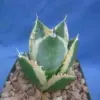 Variegated Agave Starter Plant - Live Succulent - 2-3 inch Wide - Bare Root