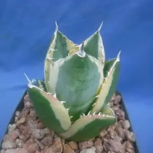 Variegated Agave Starter Plant - Live Succulent - 2-3 inch Wide - Bare Root
