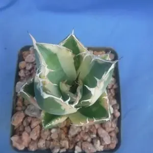 Variegated Agave Starter Plant - Live Succulent - 2-3 inch Wide - Bare Root
