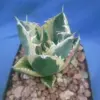 Variegated Agave Starter Plant - Live Succulent - 2-3 inch Wide - Bare Root