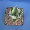 Variegated Agave Starter Plant - Live Succulent - 2-3 inch Wide - Bare Root