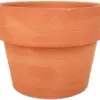 Variegated Corn Cob Cactus Plant with Clay Pot - Rare Live Healthy Unique Indoor Outdoor Decor