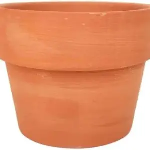 Variegated Corn Cob Cactus Plant with Clay Pot - Rare Live Healthy Unique Indoor Outdoor Decor