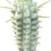 Variegated Corn Cob Cactus Plant with Clay Pot - Rare Live Healthy Unique Indoor Outdoor Decor