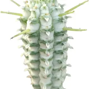 Variegated Corn Cob Cactus Plant with Clay Pot - Rare Live Healthy Unique Indoor Outdoor Decor