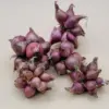 Walking Onion Bulbs for Planting - Perennial Heirloom Top Sets - 8 Bulbils - Live Plant