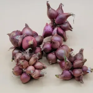 Walking Onion Bulbs for Planting - Perennial Heirloom Top Sets - 8 Bulbils - Live Plant