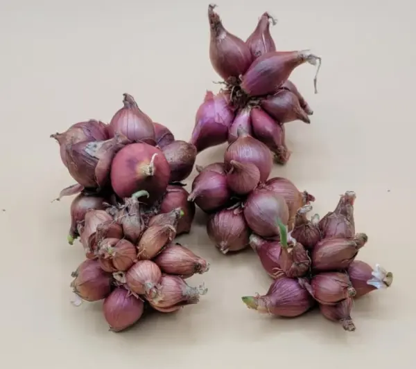 Walking Onion Bulbs for Planting - Perennial Heirloom Top Sets - 8 Bulbils - Live Plant
