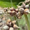 Walking Onion Bulbs for Planting - Perennial Heirloom Top Sets - 8 Bulbils - Live Plant