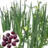 Walking Onion Bulbs for Planting - Perennial Heirloom Top Sets - 8 Bulbils - Live Plant