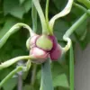 Walking Onion Bulbs for Planting - Perennial Heirloom Top Sets - 8 Bulbils - Live Plant