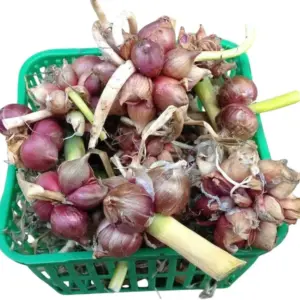 Walking Onion Bulbs for Planting Perennial Heirloom Tree Onion Sets 15 Bulbils