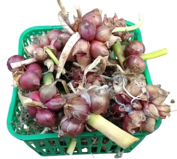Walking Onion Bulbs for Planting Perennial Heirloom Tree Onion Sets 15 Bulbils