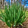 Walking Onion Bulbs for Planting Perennial Heirloom Tree Onion Sets 15 Bulbils