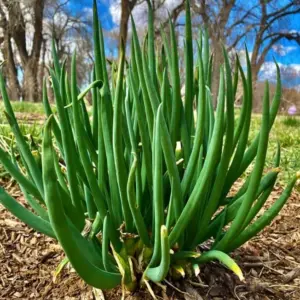 Walking Onion Bulbs for Planting Perennial Heirloom Tree Onion Sets 15 Bulbils