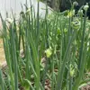 Walking Onion Bulbs for Planting Perennial Heirloom Tree Onion Sets 15 Bulbils