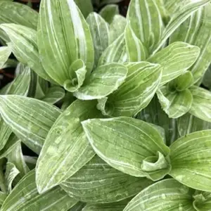 Wandering Jew Plant Live, Variegated White & Green Tradescantia Flumensis Houseplant, 8-inch, Green