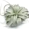 XL Xerographica Air Plant Live Tillandsia House Plant 5-7 Inch Wide Green Easy Care
