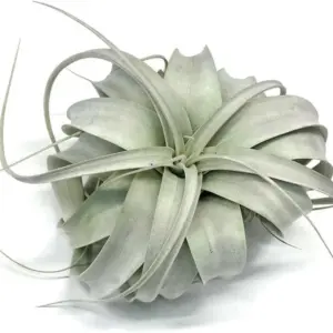 XL Xerographica Air Plant Live Tillandsia House Plant 5-7 Inch Wide Green Easy Care