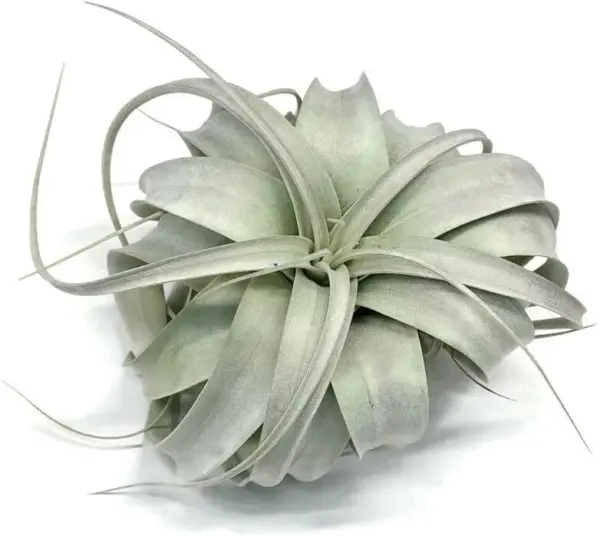 XL Xerographica Air Plant Live Tillandsia House Plant 5-7 Inch Wide Green Easy Care
