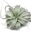 XL Xerographica Air Plant Live Tillandsia House Plant 5-7 Inch Wide Green Easy Care