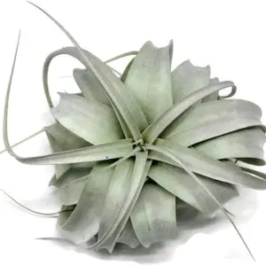 XL Xerographica Air Plant Live Tillandsia House Plant 5-7 Inch Wide Green Easy Care