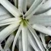 XL Xerographica Air Plant Live Tillandsia House Plant 5-7 Inch Wide Green Easy Care