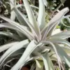 XL Xerographica Air Plant Live Tillandsia House Plant 5-7 Inch Wide Green Easy Care