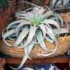 XL Xerographica Air Plant Live Tillandsia House Plant 5-7 Inch Wide Green Easy Care