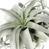 XL Xerographica Air Plant Live Tillandsia House Plant 5-7 Inch Wide Green Easy Care
