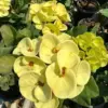Yellow Crown of Thorns Cactus Plant Live Euphorbia Milii Succulent Flower 4 Inch Pot Perennial Low Maintenance