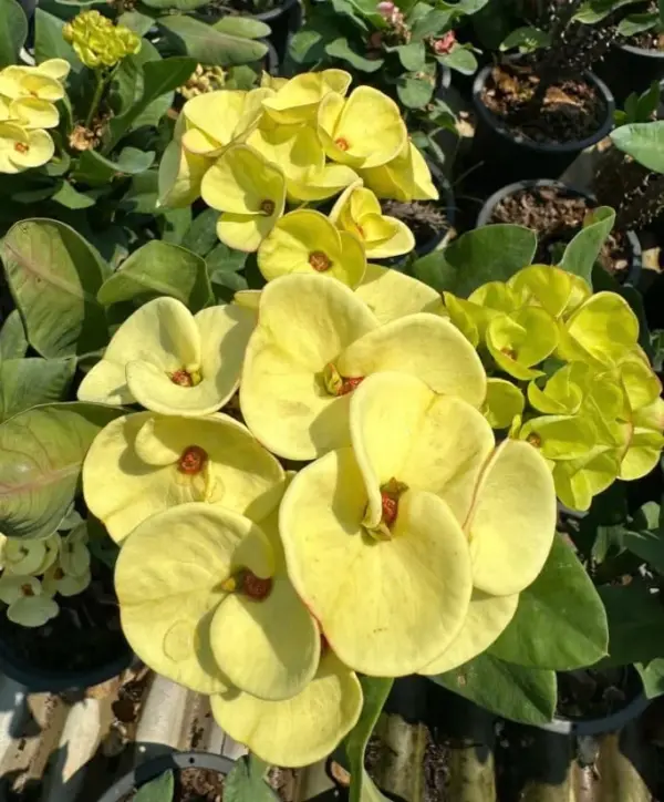 Yellow Crown of Thorns Cactus Plant Live Euphorbia Milii Succulent Flower 4 Inch Pot Perennial Low Maintenance