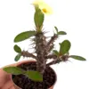 Yellow Crown of Thorns Live Plant Euphorbia Succulent Bush Houseplant 4 Inch Pot Vibrant Yellow Blooms Easy Care