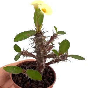 Yellow Crown of Thorns Live Plant Euphorbia Succulent Bush Houseplant 4 Inch Pot Vibrant Yellow Blooms Easy Care