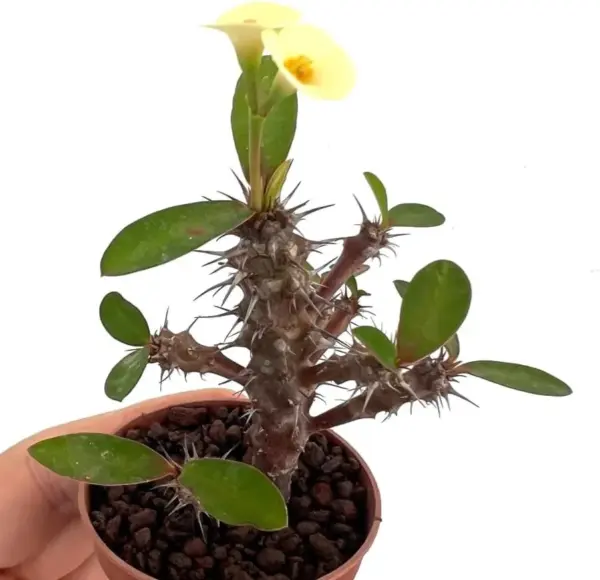 Yellow Crown of Thorns Live Plant Euphorbia Succulent Bush Houseplant 4 Inch Pot Vibrant Yellow Blooms Easy Care