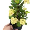Yellow Crown of Thorns Live Plant Euphorbia Succulent Bush Houseplant 4 Inch Pot Vibrant Yellow Blooms Easy Care