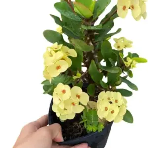 Yellow Crown of Thorns Live Plant Euphorbia Succulent Bush Houseplant 4 Inch Pot Vibrant Yellow Blooms Easy Care