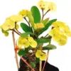 Yellow Crown of Thorns Live Plant Euphorbia Succulent Bush Houseplant 4 Inch Pot Vibrant Yellow Blooms Easy Care