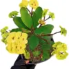 Yellow Crown of Thorns Live Plant Euphorbia Succulent Bush Houseplant 4 Inch Pot Vibrant Yellow Blooms Easy Care