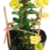 Yellow Crown of Thorns Live Plant Euphorbia Succulent Bush Houseplant 4 Inch Pot Vibrant Yellow Blooms Easy Care