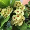 Yellow Crown of Thorns Live Plant Euphorbia Succulent Bush Houseplant 4 Inch Pot Vibrant Yellow Blooms Easy Care