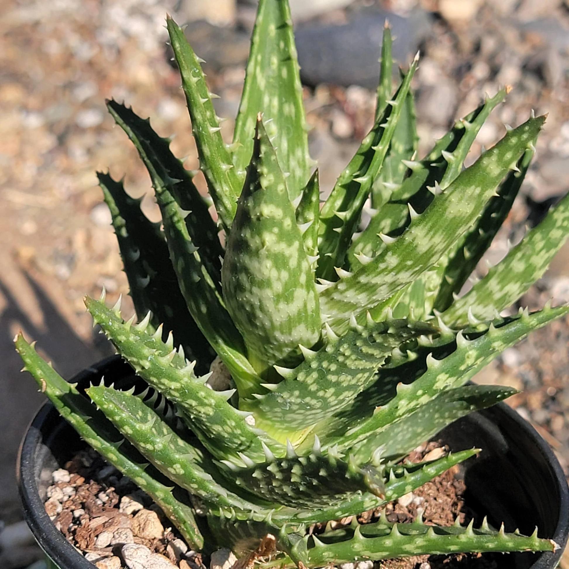 Aloe & Gasteria