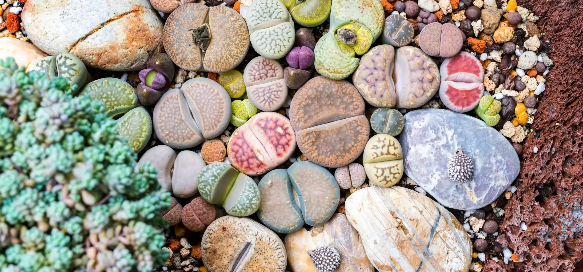 lithops plant hero banner