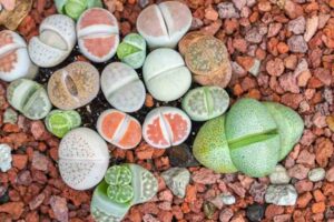 lithops care, living stones