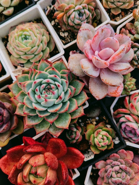 Succulents