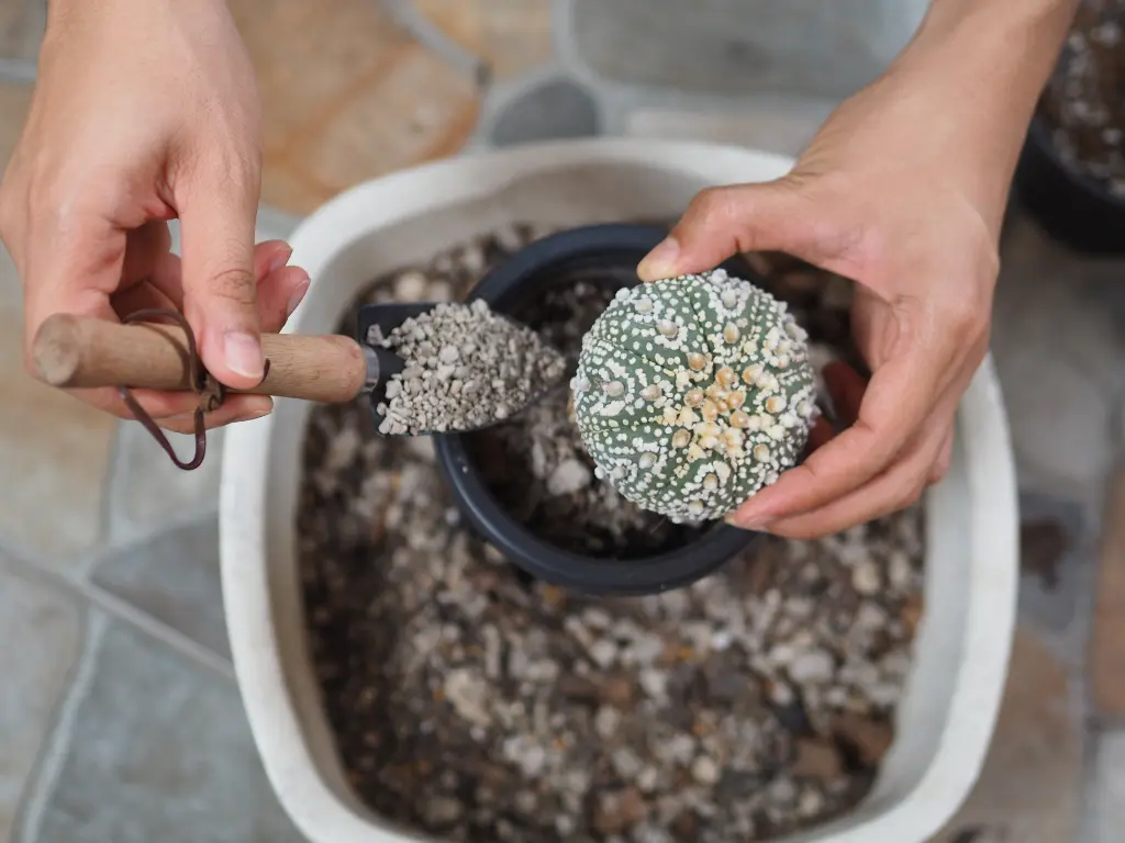 Cactus soil