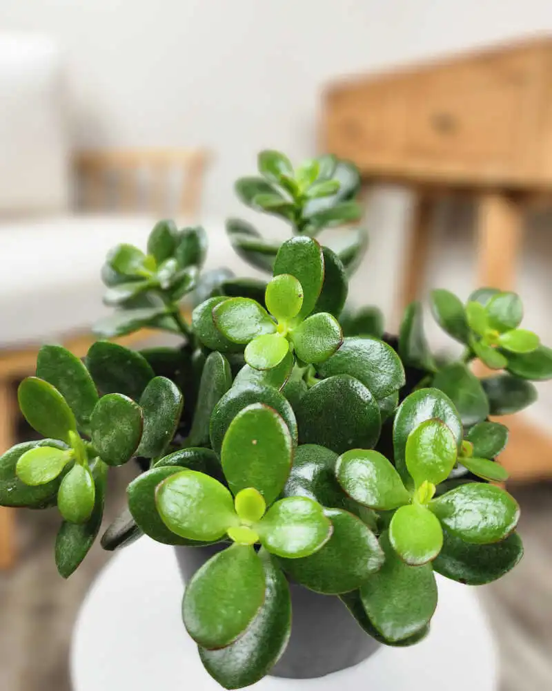 Crassula & Jade Plant