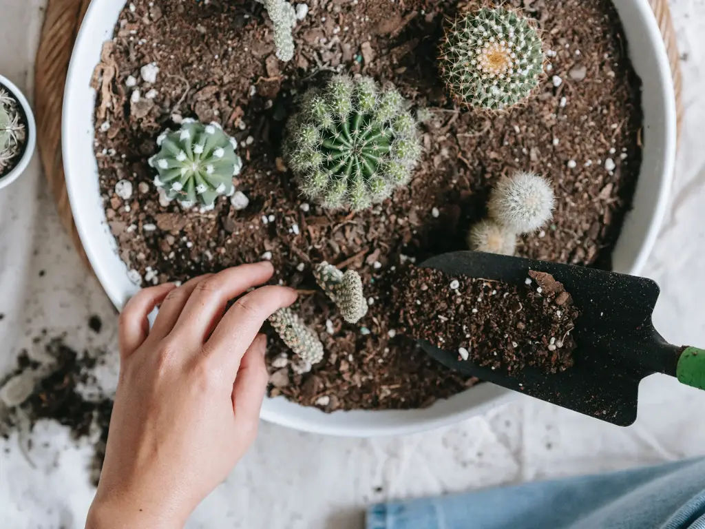How to Repot a Cactus Properly