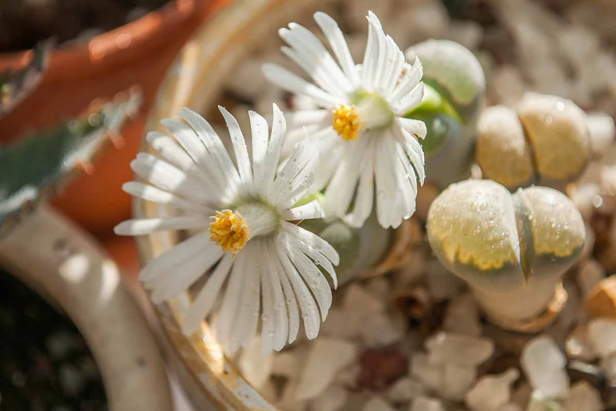 Lithops-in-Bloom